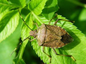 Halyomorpha halys