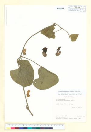 <a href="https://brmas.openmuseum.tw/muse/digi_object/573930d455f6116edf8f32c2b10c2054" target="_blank">琉球馬兜鈴／中央研究院生物多樣性研究博物館植物標本館 (HAST)</a>