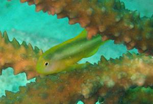 <a href="https://fishdb.sinica.edu.tw/muse/digi_object/724c9ca47f25f40f1892e9ced6e035cf" target="_blank">Gobiodon okinawae@fishdb-media-5343／陳靜怡</a>