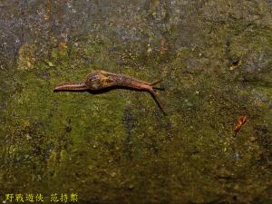 <a href="https://taieol.tw/muse/digi_object/6f79d3dc880500fff34150ca4b76ace6" target="_blank">馬丁氏鼈甲蛞蝓／By：kinmatsu／iNaturalist</a>