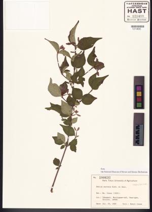 <a href="https://brmas.openmuseum.tw/muse/digi_object/576b8a1790c78082423c7a393bb08dd8" target="_blank">六道木屬／中央研究院生物多樣性研究博物館植物標本館 (HAST)</a>