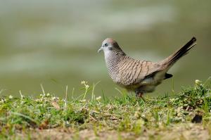 斑馬鳩 (1) -求偶@高雄衛武營