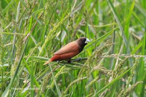 <a href="https://taieol.tw/muse/digi_object/8521c98f8654bc3b3a7f7817621d59ab" target="_blank">黑頭文鳥／By：cbs369638／臺灣生命大百科</a>