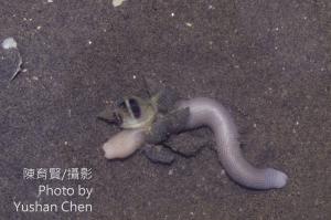 <a href="https://taieol.tw/muse/digi_object/49f4ae59c8491c7055ae571188507aec" target="_blank">光裸方格星蟲／By：陳育賢／陳育賢</a>