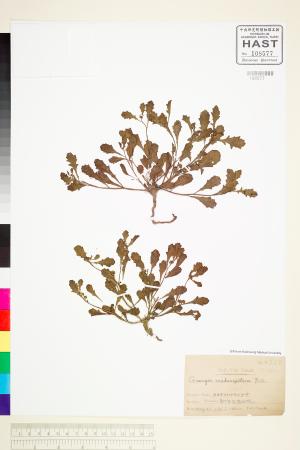 <a href="https://brmas.openmuseum.tw/muse/digi_object/579d51dc9cf9f9d34907814b3a2a4f50" target="_blank">鵝不食草／中央研究院生物多樣性研究博物館植物標本館 (HAST)</a>