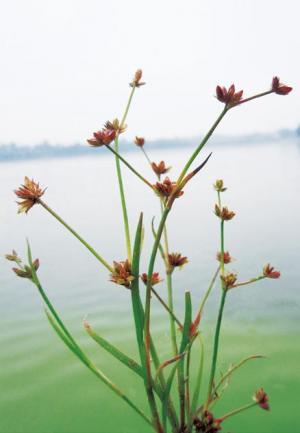 <a href="https://taieol.tw/muse/digi_object/32a9c0c81249be9e56482cb6b017af8c" target="_blank">錢蒲／By：金門植物誌／金門國家公園管理處</a>