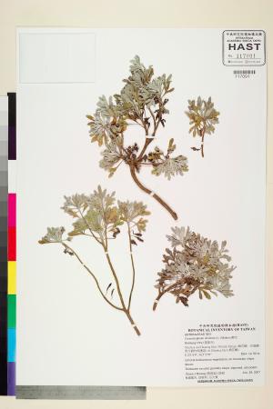 <a href="https://brmas.openmuseum.tw/muse/digi_object/57c5a1132df08494e9ed96e5ae46af21" target="_blank">蘄艾／中央研究院生物多樣性研究博物館植物標本館 (HAST)</a>