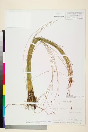 <a href="https://brmas.openmuseum.tw/muse/digi_object/57d9bda6816f7d674516712c0e7522a4" target="_blank">玉山針藺／中央研究院生物多樣性研究博物館植物標本館 (HAST)</a>
