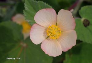 <a href="https://taieol.tw/muse/digi_object/340c00262506d2335eb06c5e194a13f6" target="_blank">疏花莔麻／By：linyang wu／臺灣物種名錄(TaiCOL)</a>