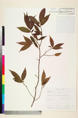 <a href="https://brmas.openmuseum.tw/muse/digi_object/57ec3a7e227103af540c309a7756e8f1" target="_blank">柳葉山茶／中央研究院生物多樣性研究博物館植物標本館 (HAST)</a>