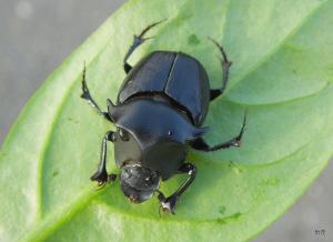Onthophagus (Strandius) potanini hiurai Ochi, 1984 角胸閻魔金龜(箭胸嗡蜣螂)
