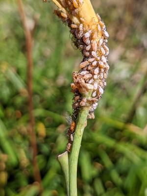 <a href="https://taieol.tw/muse/digi_object/8244afe07add51cd66ae61baca2bfd29" target="_blank">黃花粉蚜／By：capricornis／iNaturalist</a>