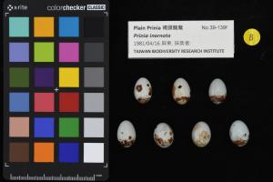 <a href="https://taieol.tw/muse/digi_object/2f135b71b7c2abfc1e9eb4f3018cdaba" target="_blank">褐頭鷦鶯／農業部生物多樣性研究所</a>
