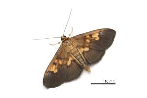 <a href="https://taieol.tw/muse/digi_object/4be0b2f711703edcfbf52e50413bc8e7" target="_blank">Patania scinisalis／By：吳士緯／吳士緯</a>