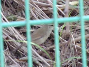 <a href="https://taieol.tw/muse/digi_object/c4edb4685b12be70aacf19d196003a27" target="_blank">日本樹鶯／By：greenember13／iNaturalist</a>