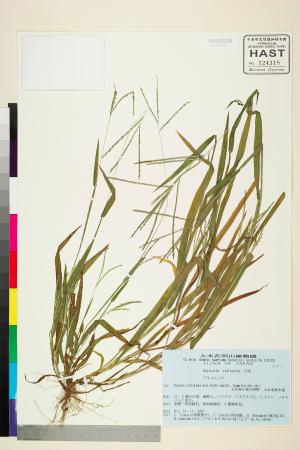 <a href="https://brmas.openmuseum.tw/muse/digi_object/584a5d7b48109a3ae4c0d03a22f338cd" target="_blank">紫果馬唐／中央研究院生物多樣性研究博物館植物標本館 (HAST)</a>