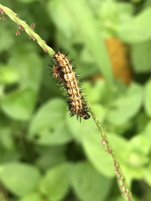 <a href="https://taieol.tw/muse/digi_object/1392273fd92ed028729d97e4b06cc5bb" target="_blank">Acraea issoria／By：kellyshu／iNaturalist</a>