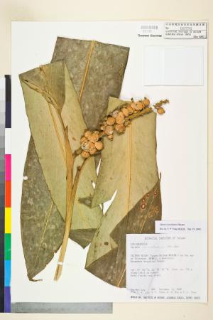 <a href="https://brmas.openmuseum.tw/muse/digi_object/5863f863a5c60030e9f1db0a30d9f113" target="_blank">川上氏月桃／中央研究院生物多樣性研究博物館植物標本館 (HAST)</a>