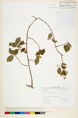 <a href="https://brmas.openmuseum.tw/muse/digi_object/5871942898cdff84f27c8786923b6242" target="_blank">光果南蛇藤／中央研究院生物多樣性研究博物館植物標本館 (HAST)</a>