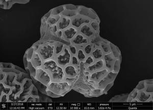 <a href="https://ntm-naturearchive.openmuseum.tw/muse/digi_object/40c11f274f54c13b8d1f14e2867feb40" target="_blank">珊瑚樹／國立臺灣博物館</a>