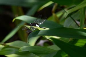 <a href="https://taieol.tw/muse/digi_object/55524fea600f746050be0042a5f1912e" target="_blank">黃紉蜻蜓／By：aru／iNaturalist</a>