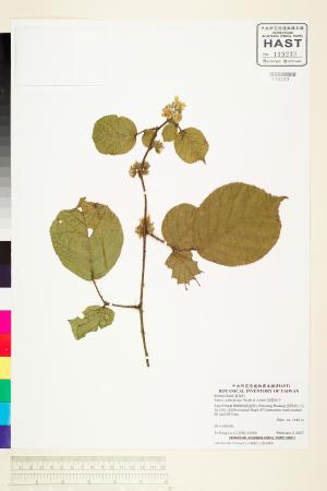 <a href="https://brmas.openmuseum.tw/muse/digi_object/58927bcc29d0d3422fe13c6a1fb1c67a" target="_blank">鬼懸鉤子／中央研究院生物多樣性研究博物館植物標本館 (HAST)</a>