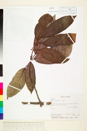 <a href="https://brmas.openmuseum.tw/muse/digi_object/589a448a1f4beae3fc9afbd75130f2b9" target="_blank">九重吹／中央研究院生物多樣性研究博物館植物標本館 (HAST)</a>