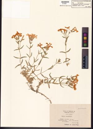 <a href="https://brmas.openmuseum.tw/muse/digi_object/58a76348951e37fa81ab86187f8bbfe7" target="_blank">花蔥屬／中央研究院生物多樣性研究博物館植物標本館 (HAST)</a>