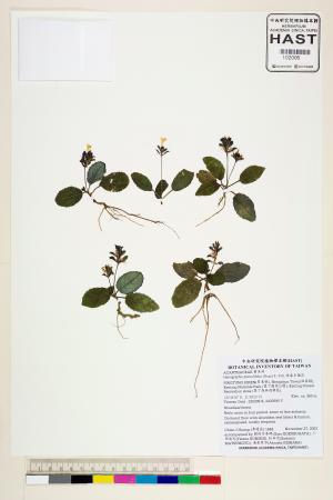 <a href="https://brmas.openmuseum.tw/muse/digi_object/58af2f4ab3a6f3a21ef96b78cb9f78ff" target="_blank">半插花屬／中央研究院生物多樣性研究博物館植物標本館 (HAST)</a>