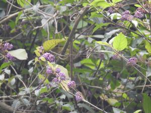 <a href="https://taieol.tw/muse/digi_object/6d30b6339db6cf2d24ed393a4adbb3ad" target="_blank">杜虹花／By：penlock／iNaturalist</a>