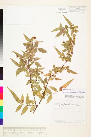 <a href="https://brmas.openmuseum.tw/muse/digi_object/58b369d8277f63a9b10364062987fa12" target="_blank">紅狹葉懸鉤子／中央研究院生物多樣性研究博物館植物標本館 (HAST)</a>