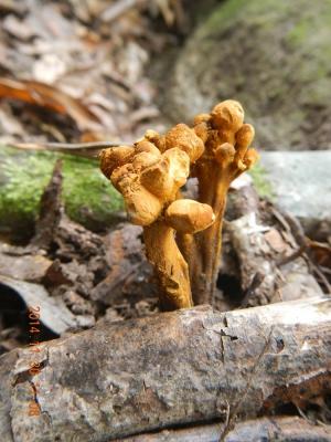 Dendrosphaera eberhardti(埃伯哈特枝狀球菌)