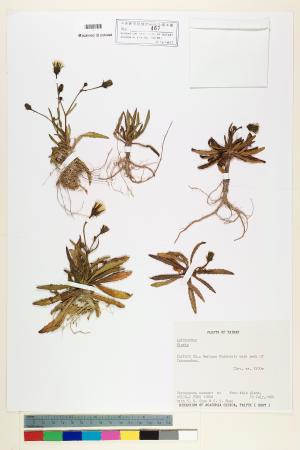 <a href="https://brmas.openmuseum.tw/muse/digi_object/58c168a33ff3cebff9dee5fc6af74942" target="_blank">毛連菜屬／中央研究院生物多樣性研究博物館植物標本館 (HAST)</a>