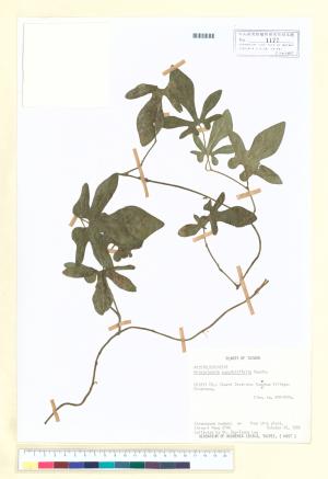 <a href="https://brmas.openmuseum.tw/muse/digi_object/58c6601e90f5dc9d20951b068853cdd3" target="_blank">瓜葉馬兜鈴(青香木)／中央研究院生物多樣性研究博物館植物標本館 (HAST)</a>