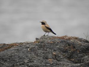 <a href="https://taieol.tw/muse/digi_object/2cbb593cfc9dcdc1c7b5ccd2ebf642fd" target="_blank">漠䳭／By：studentofhanedakouji／iNaturalist</a>