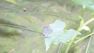 <a href="https://taieol.tw/muse/digi_object/b6c910a2b8d93cabb0be030f7182b8c9" target="_blank">黑點灰蝶／By：roeyo／iNaturalist</a>