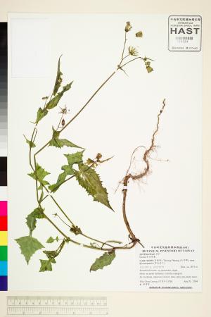 <a href="https://brmas.openmuseum.tw/muse/digi_object/58cd94eeaef2853ca027804705db308d" target="_blank">苦滇菜(苦菜)／中央研究院生物多樣性研究博物館植物標本館 (HAST)</a>