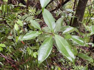 <a href="https://taieol.tw/muse/digi_object/551948fabd7cd525a51e9de26728966f" target="_blank">Pyrenaria microcarpa／By：symlpocos／iNaturalist</a>