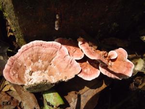 Trametes feei(粉紅栓菌)