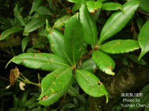 <a href="https://taieol.tw/muse/digi_object/b3700cf026fa5fd225dcd2a57f8e6563" target="_blank">毽子櫟／By：cyst007／iNaturalist</a>