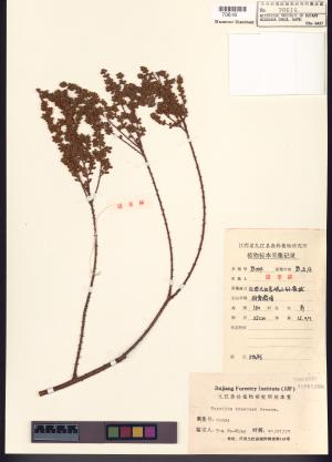 <a href="https://brmas.openmuseum.tw/muse/digi_object/58e0d213bfc1b4a8495a7af565938b0e" target="_blank">池杉／中央研究院生物多樣性研究博物館植物標本館 (HAST)</a>
