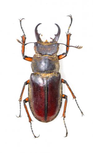 Lucanus miwai 黃腳深山鍬形蟲