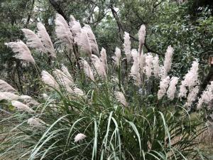 <a href="https://taieol.tw/muse/digi_object/f4a36eb18d49c9ab5e4fcbf9abf99ace" target="_blank">芒／By：ahan88／iNaturalist</a>
