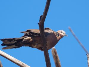 <a href="https://taieol.tw/muse/digi_object/48c29656f8a84ea5b2fbc548c8113146" target="_blank">珠頸斑鳩／By：leaf0605／iNaturalist</a>