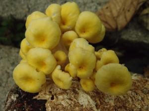 Pleurotus citrinopileatus(金頂側耳)