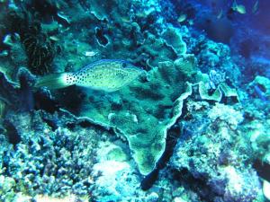 <a href="https://fishdb.sinica.edu.tw/muse/digi_object/7d32420c429c1cfcd5f3f2f227132d10" target="_blank">Aluterus scriptus@fishdb-media-472／陳玉勳</a>