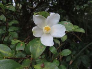 <a href="https://taieol.tw/muse/digi_object/4e9397d333ae73cce71c21c84a9b22cb" target="_blank">短柱山茶／By：naturalist14740／iNaturalist</a>