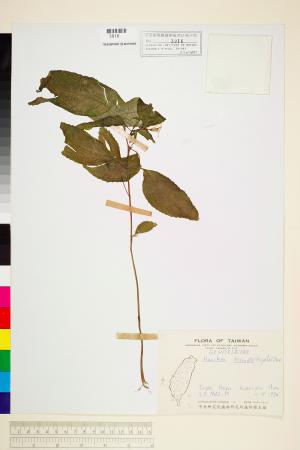 <a href="https://brmas.openmuseum.tw/muse/digi_object/59557dc964a1e080bb54b40414c1767c" target="_blank">台灣半蒴苣苔(角桐草)／中央研究院生物多樣性研究博物館植物標本館 (HAST)</a>
