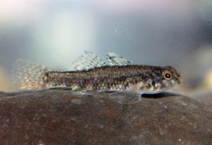 <a href="https://fishdb.sinica.edu.tw/muse/digi_object/7571fbd4727d7ff92a60f45bb82c5919" target="_blank">Redigobius bikolanus@fishdb-media-9956／張大慶</a>