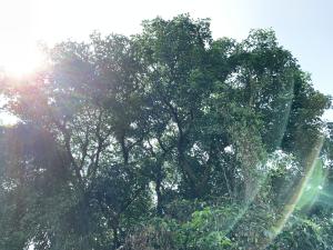 <a href="https://taieol.tw/muse/digi_object/7cd2a5e3331f1e3f3b3062790ddaad40" target="_blank">茄冬／By：shin-ming_ku／iNaturalist</a>